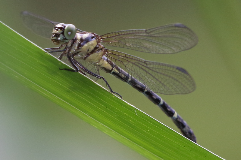 J19_9407 Microgomphus wijaya female.JPG